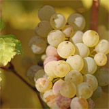 Did You Know Gouais Blanc